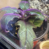 Purple Passion Plant / Gynura aurantiaca (NO GUARANTEE)