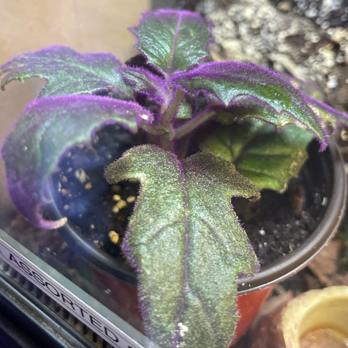 Purple Passion Plant / Gynura aurantiaca (NO GUARANTEE)