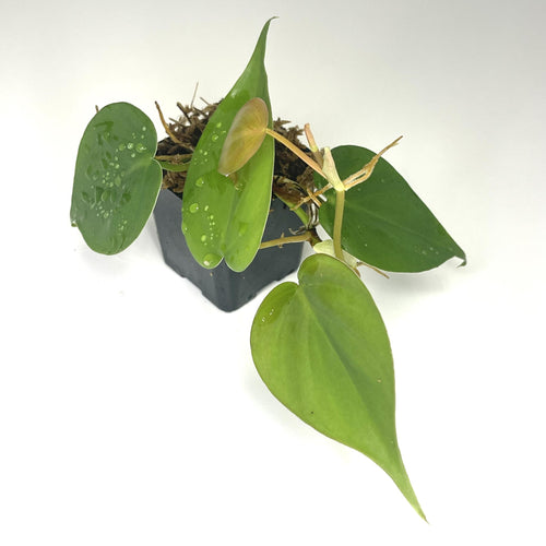 Philodendron hederaceum 'Heartleaf' / Philodendron scandens (NO GUARANTEE) - Terrarium Plant