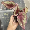 Begonia Rex 'Ideal Glitter' / 'Purple Spec' Terrarium Plant  (NO GUARANTEE)