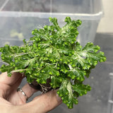 Terrarium Plant - Selaginella "Ecuador" (NO GUARANTEE)