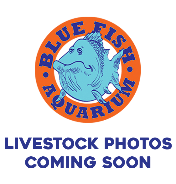 Blue Spotted Bristletooth Tang / Surgeonfish - Regular