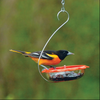 Droll Yankees Bo's Marmalede Hanging Oriole Feeder