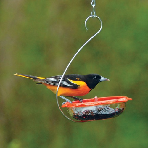 Droll Yankees Bo's Marmalede Hanging Oriole Feeder