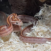 BFA Reptile - Cornsnake, Hypo Tessera, Baby (BFA BRED)