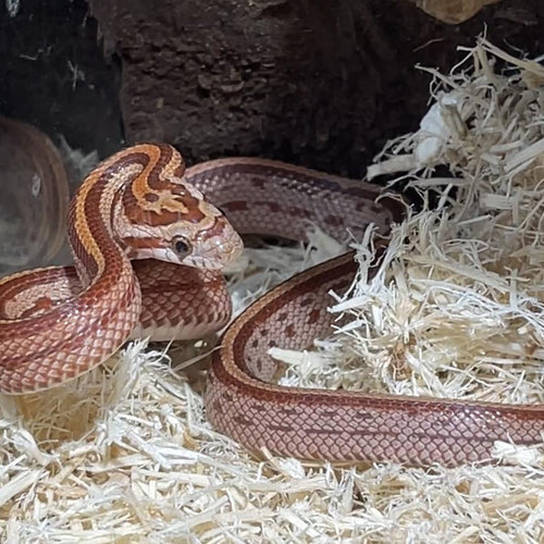 BFA Reptile - Cornsnake, Hypo Tessera, Baby (BFA BRED)