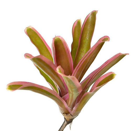 Neoregelia ''Donger Bromeliad - Terrarium Plant (NO GUARANTEE)