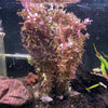 Rotala macrandra Small Leaf (Immersed/Submerged Growth) - FW Live Plant, Stem
