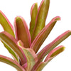 Neoregelia ''Donger Bromeliad - Terrarium Plant (NO GUARANTEE)