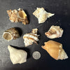 Fancy Single Hermit Crab Shell Medium - Bulk