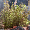 Ludwigia brevipes - FW Live Plant, Stem