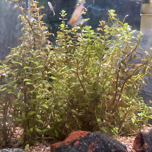 Ludwigia brevipes - FW Live Plant, Stem