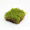 Mossify Revita-Moss - Natural Canadian Forest Moss Square