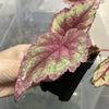 Begonia Rex 'Ideal Glitter' / 'Purple Spec' Terrarium Plant  (NO GUARANTEE)