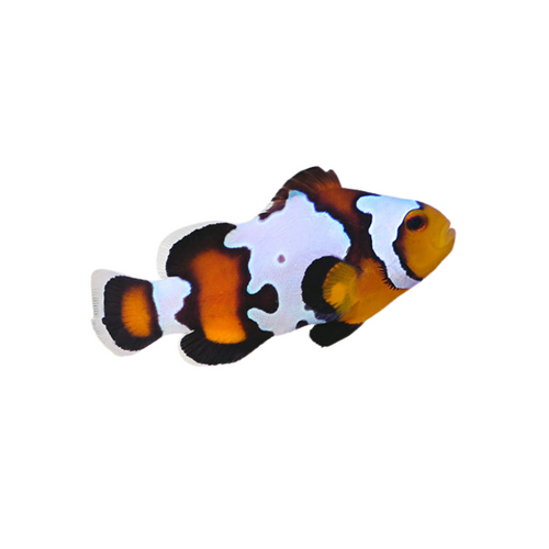 Black Ice Ocellaris - Regular