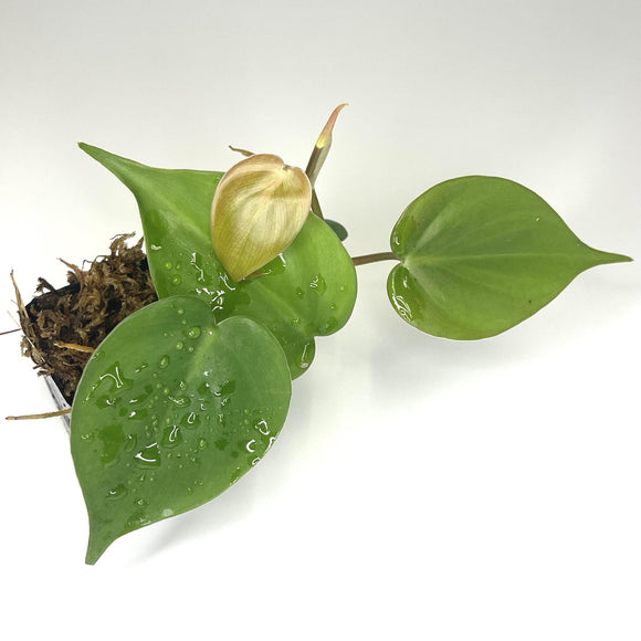Philodendron hederaceum 'Heartleaf' / Philodendron scandens (NO GUARANTEE) - Terrarium Plant