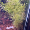 Myriophyllum matogrossense Green - FW Live Plant, Stem