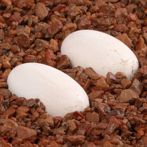 Pangea Hatch Reptile Egg Incubation Substrate 8 lb - Store Use