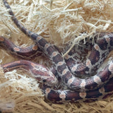 BFA Reptile - Cornsnake, Classic