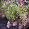 Rotala rotundifolia Green - FW Live Plant, Stem