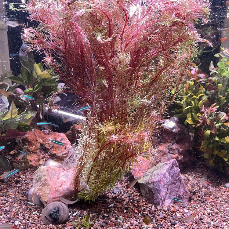 Rotala mexicana FW Live Plant, Stem Grandville, MI Blue Fish Aquarium
