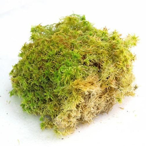 Mossify Revita-Moss - Sphagnum Moss Square