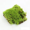 Mossify Revita-Moss - Dicranum Mood Moss Square