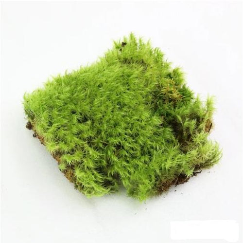 Mossify Revita-Moss - Dicranum Mood Moss Square