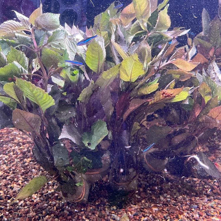 Hygrophila corymbosa "Cherry Leaf" FW Live Plant, Stem Grandville