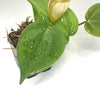 Philodendron hederaceum 'Heartleaf' / Philodendron scandens (NO GUARANTEE) - Terrarium Plant