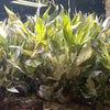 Hygrophila siamensis - FW Live Plant, Stem