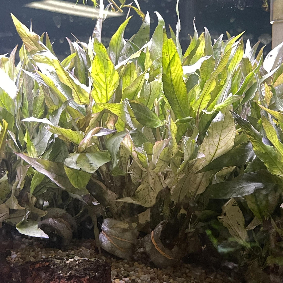 Hygrophila siamensis - FW Live Plant, Stem - in Grandville, MI - Blue ...