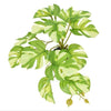 Komodo Plastic Terrarium Plant - Varigated Monstera
