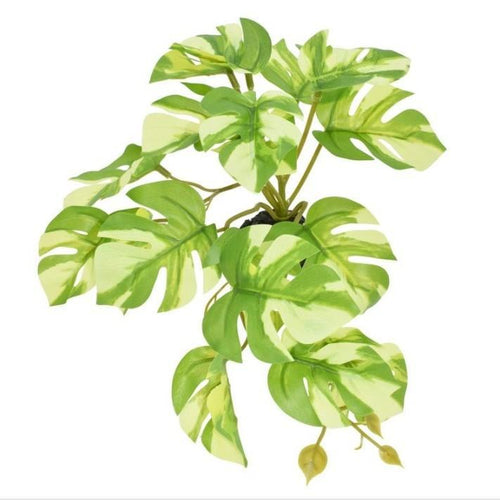 Komodo Plastic Terrarium Plant - Varigated Monstera