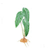 Komodo Plastic Terrarium Plant - Philodendron