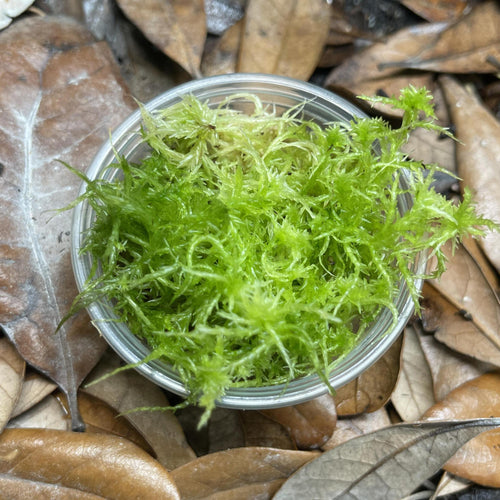 Live Sphagnum Moss - Terrarium Plant (NO GUARANTEE)