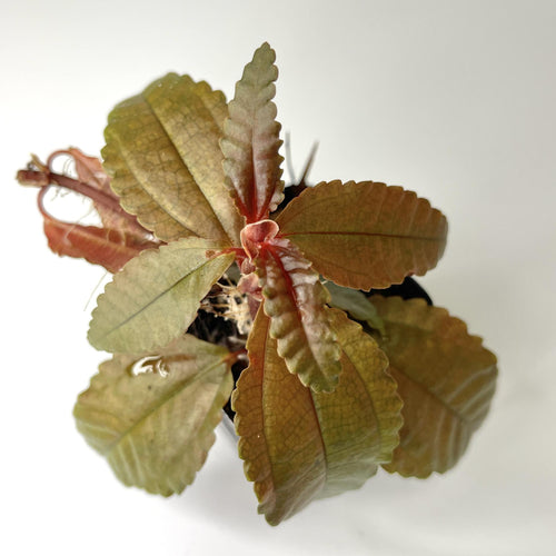 Pilea 'Dark Mystery' - Terrarium Plant (NO GUARANTEE)