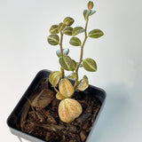 Terrarium Plant - Peperomia trinervis sp. "Ecuador" (NO GUARANTEE)
