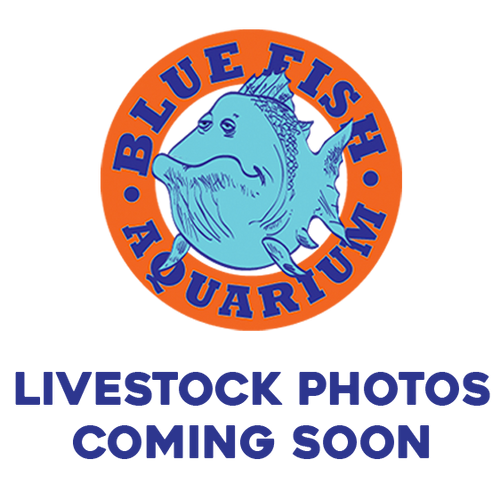 Super Blue Kerri Tetra - Regular