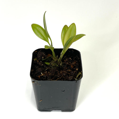 Orchid, Restrepia guttulata - Terrarium Plant (NO GUARANTEE)