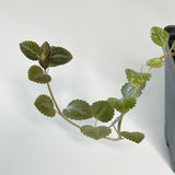 Pilea sp "Moonlight" - Terrarium Plant (NO GUARANTEE)