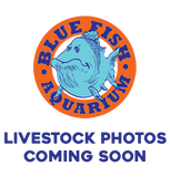 Neon Longfin Rosy Barb Pair - Regular