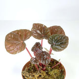 Terrarium Plant - Peperomia caperata "Red Ripple" - (NO GUARANTEE)
