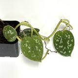 Scindapsus pictus 'Satin Pothos' - Terrarium Plant (NO GUARANTEE)