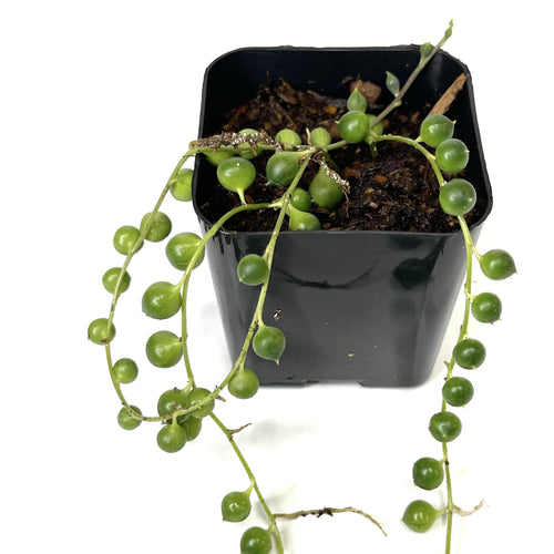 Senecio rowleyanus 'String of Pearls'  - Terrarium Plant (NO GUARANTEE)