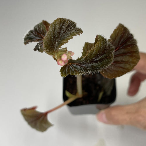 Begonia, Assorted - Terrarium Plant (NO GUARANTEE)
