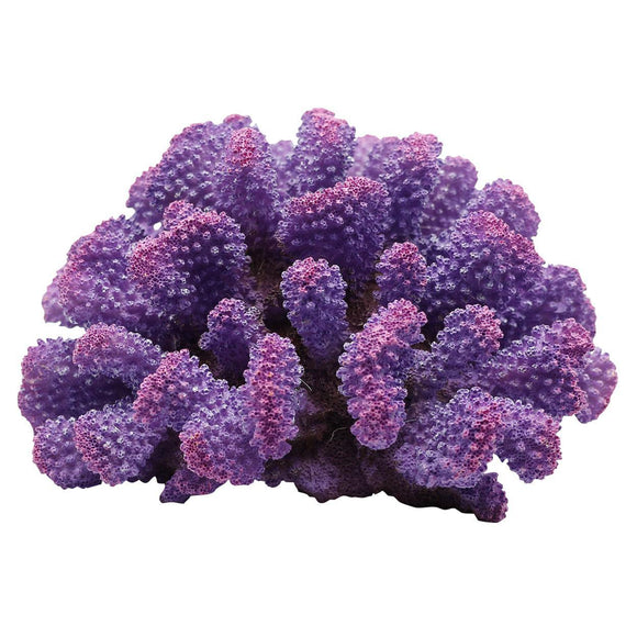 Ornament Coral Cat's Paw - Purple