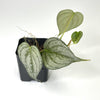 Terrarium Plant - Philodendron brandtianum 'Silver Leaf' (NO GUARANTEE)