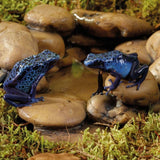 blue azureus dendrobates tinctorus poison dart frog  around in fake pebble pond water exo terra