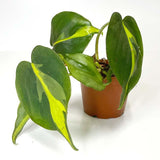 Terrarium Plant - Philodendron sp "Brasil" (NO GUARANTEE)